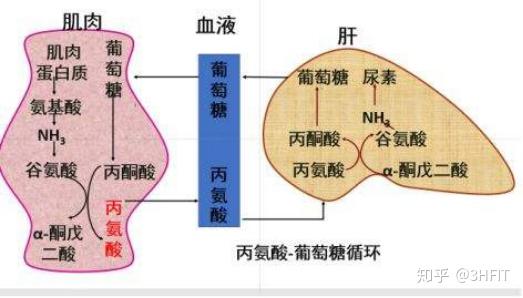 运动和蛋白质代谢