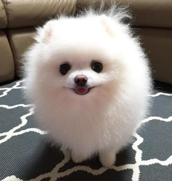 也不要给过量的食物,由于博美犬是小型犬所以骨骼比较脆弱,所以要补充