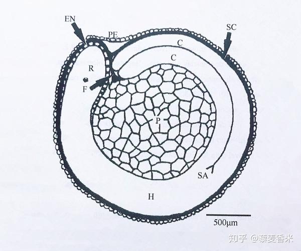 我们平时吃的,就是藜麦香米的种子(籽实),每一个籽实都主要由胚芽