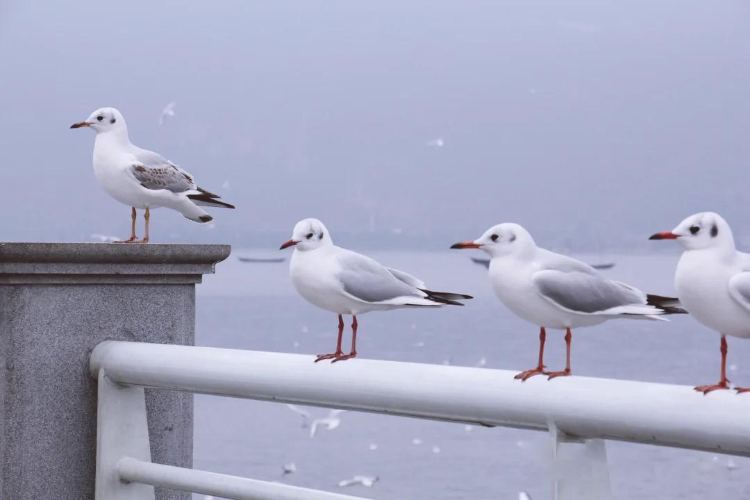 海埂大坝海鸥相亲角