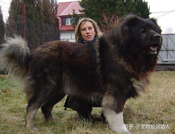 狗狗排行榜之最霸气的狗!