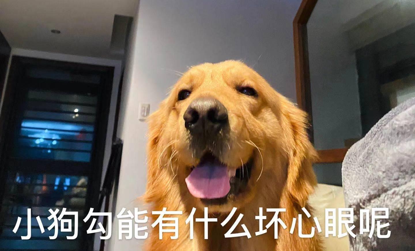 狗狗拆家怎么办?小狗狗能有什么坏心眼?