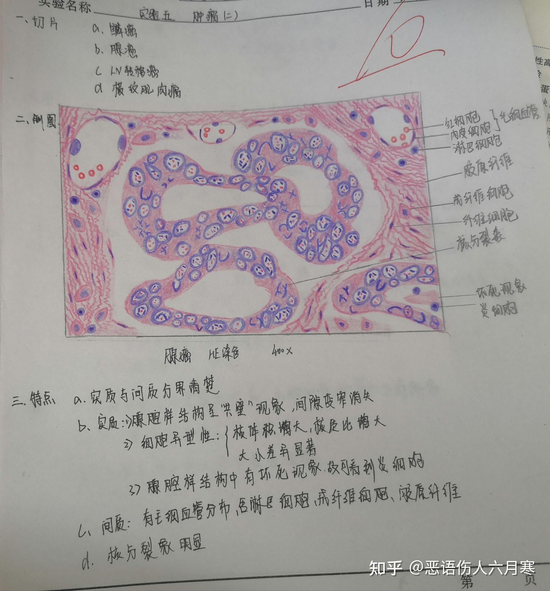 病理切片绘图