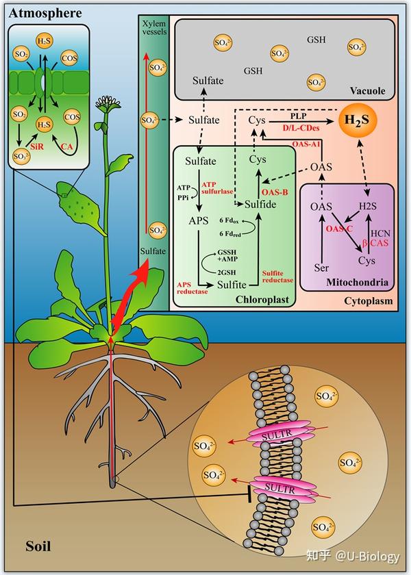 综述硫化氢信号在植物发育和逆境反应中的作用简译