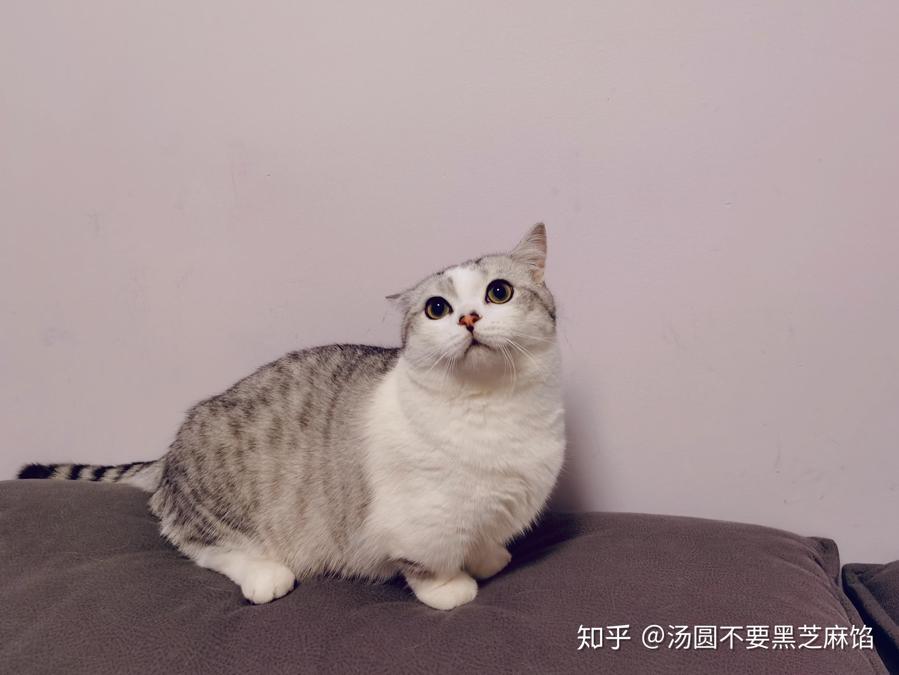 成年的矮脚猫公猫体重多少正常