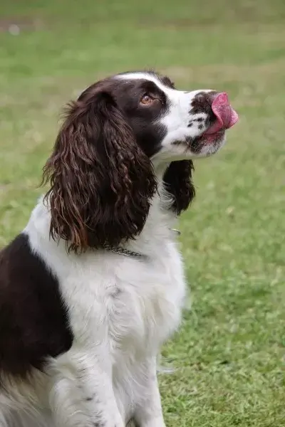 英国跳猎犬简称史宾格犬,是一种原产于英国的中型运动犬.