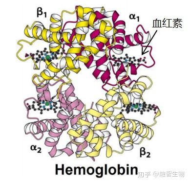 血红蛋白分子结构