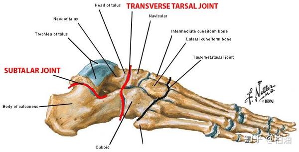 跗骨对于足部的运动非常重要,涉及两个主要关节:距下关节和跗横关节.