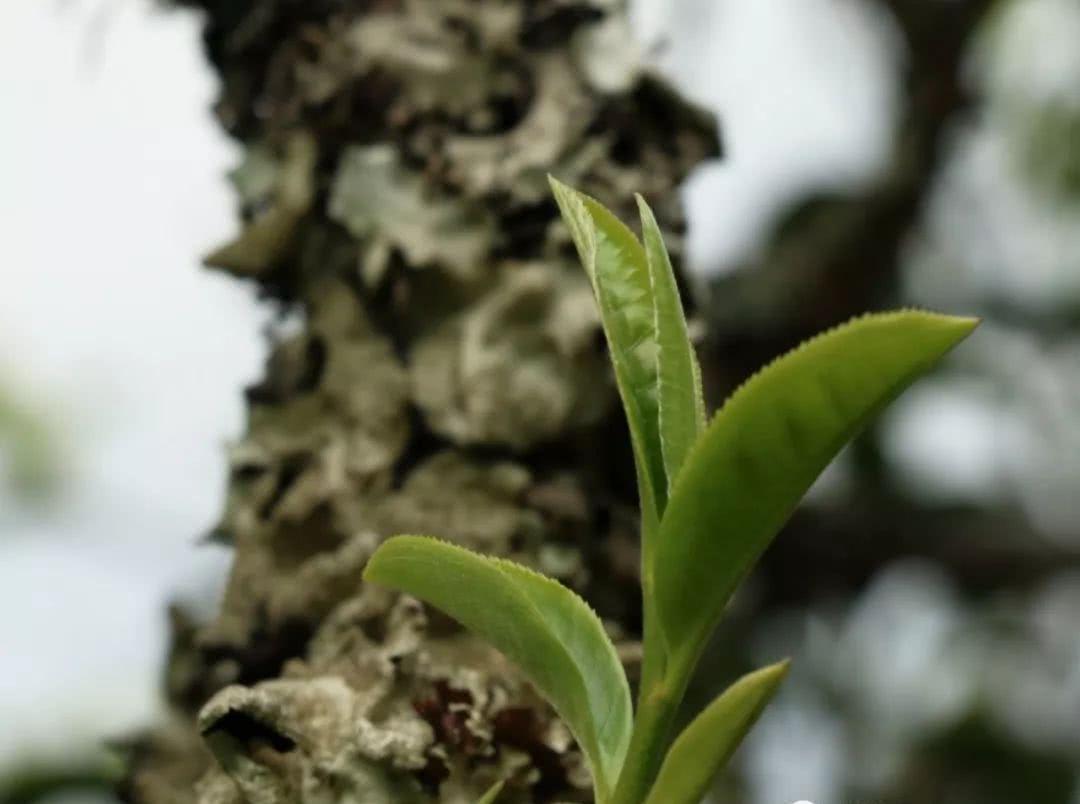 洗尽铅华的皇家古茶园——困鹿山,其普洱古树茶口感如何?