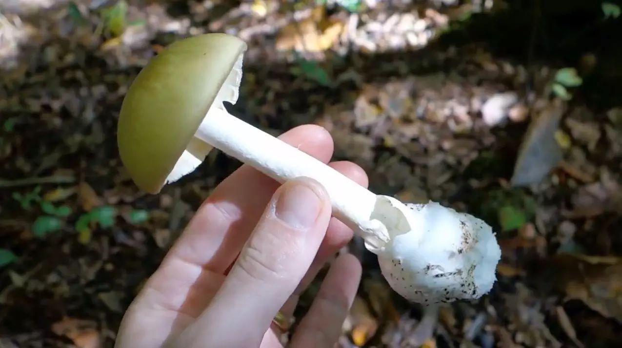 最毒蘑菇:有何特征