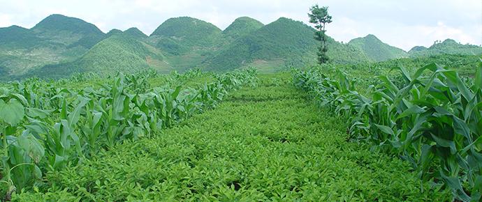 怎样种植魔芋春播高山魔芋种植秘诀