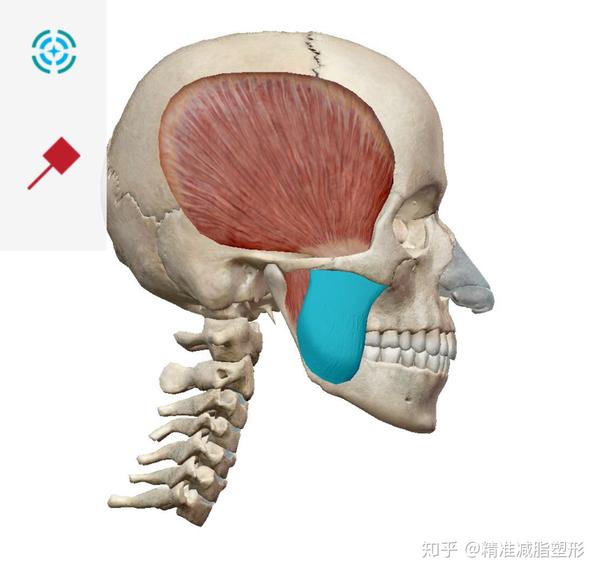 颞肌:起点颞窝,止点下颌骨枝的前缘(咬牙头会动的那块肌肉)