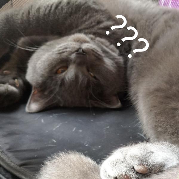 养一只英短蓝猫是什么体验?
