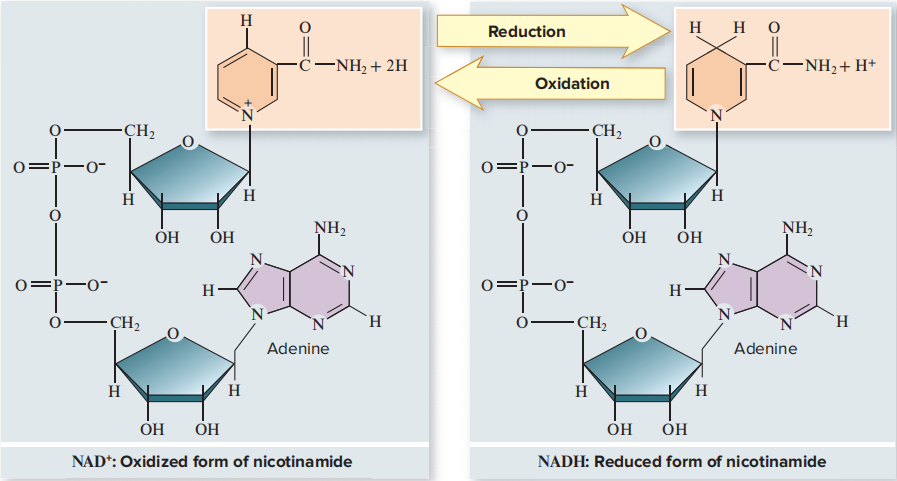 高中生物课本中出现的nadh和nadph是什么
