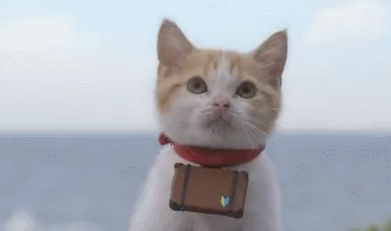 再或者是猫咪比狗笨?