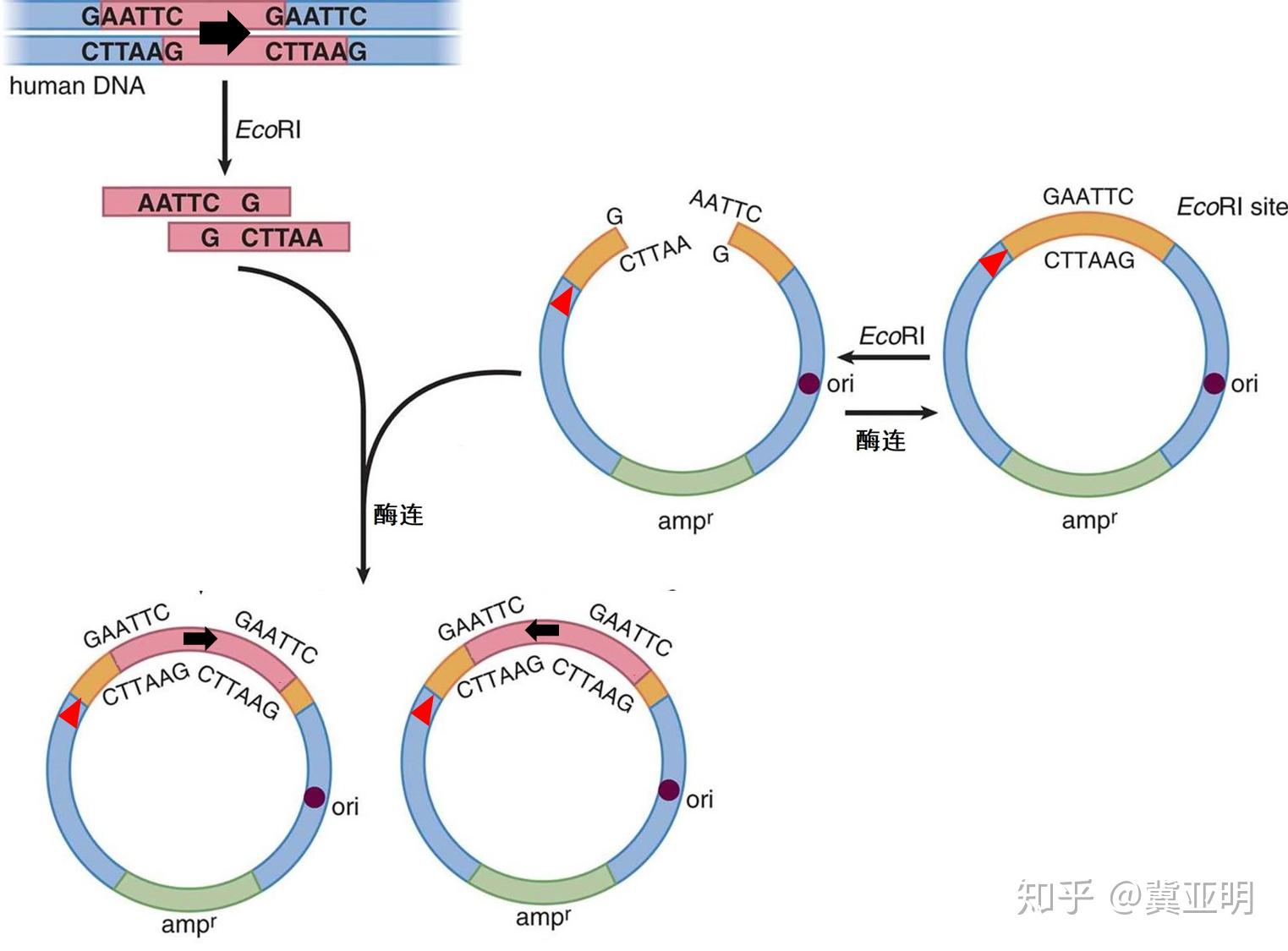 高中生物试题中引物及T DNA的应用 知乎