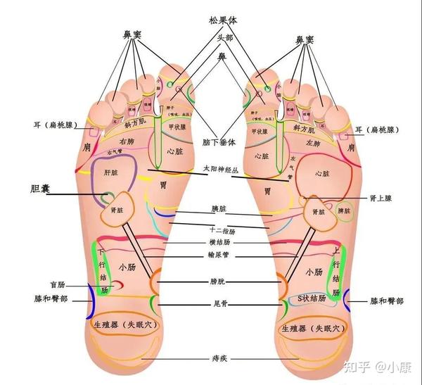 藏御堂讲健康脚是健康总根脚上的这条筋越软人就越长寿