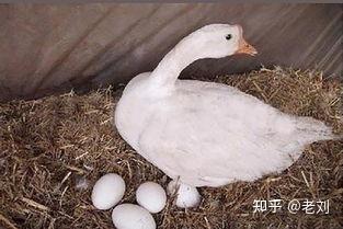 如何提高鹅产蛋率鹅吃什么下蛋多又快种鹅产蛋率降低的原因