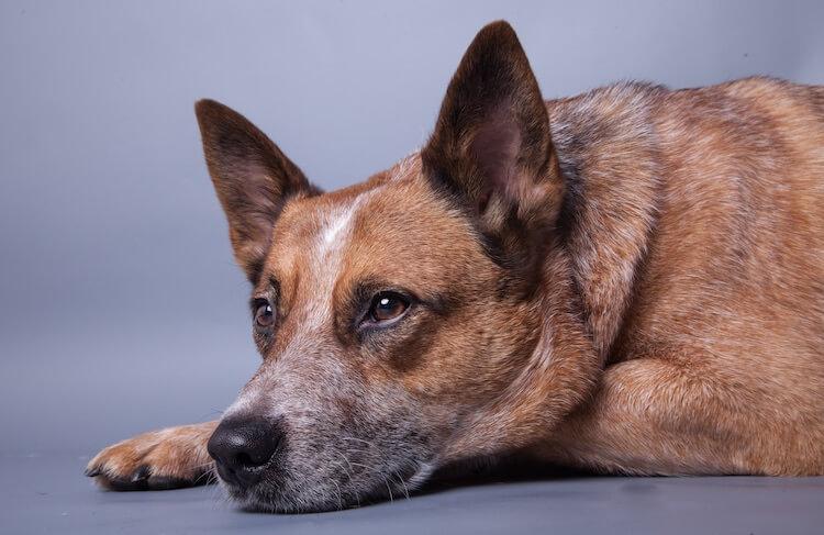 你需要了解的澳洲牧牛犬特征