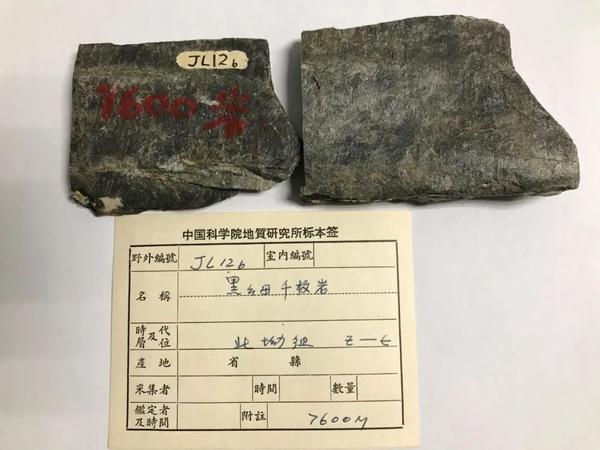 黑色的黑云母千枚岩 (标本号:jl12b,海拔:7600米,采集人:中国登山队王