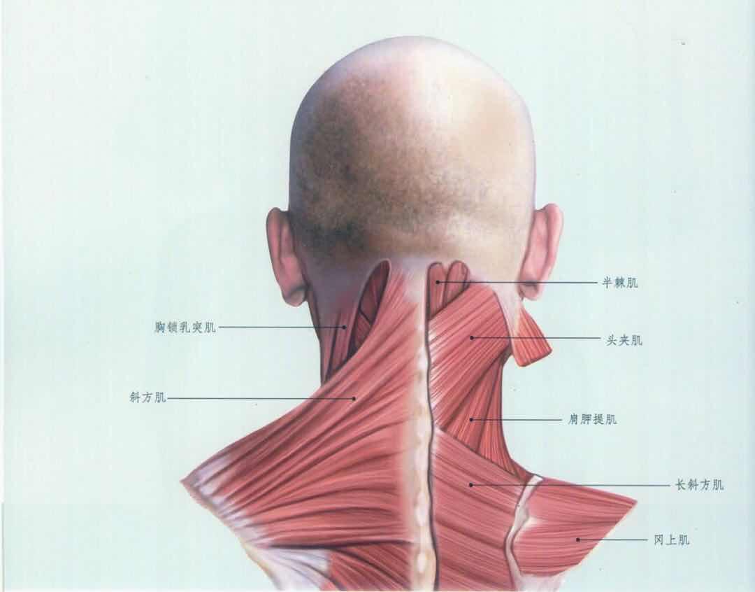 最详细肌肉拉伸教程一:颈部拉伸