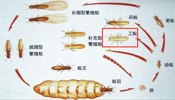 厕所最右边有个小洞是白蚁造成的吗