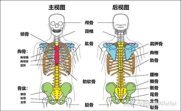 躯干内的骨骼