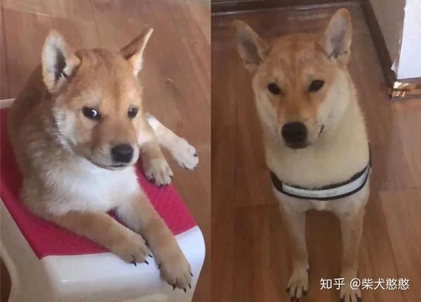 干货丨如何分辨真假柴犬串串