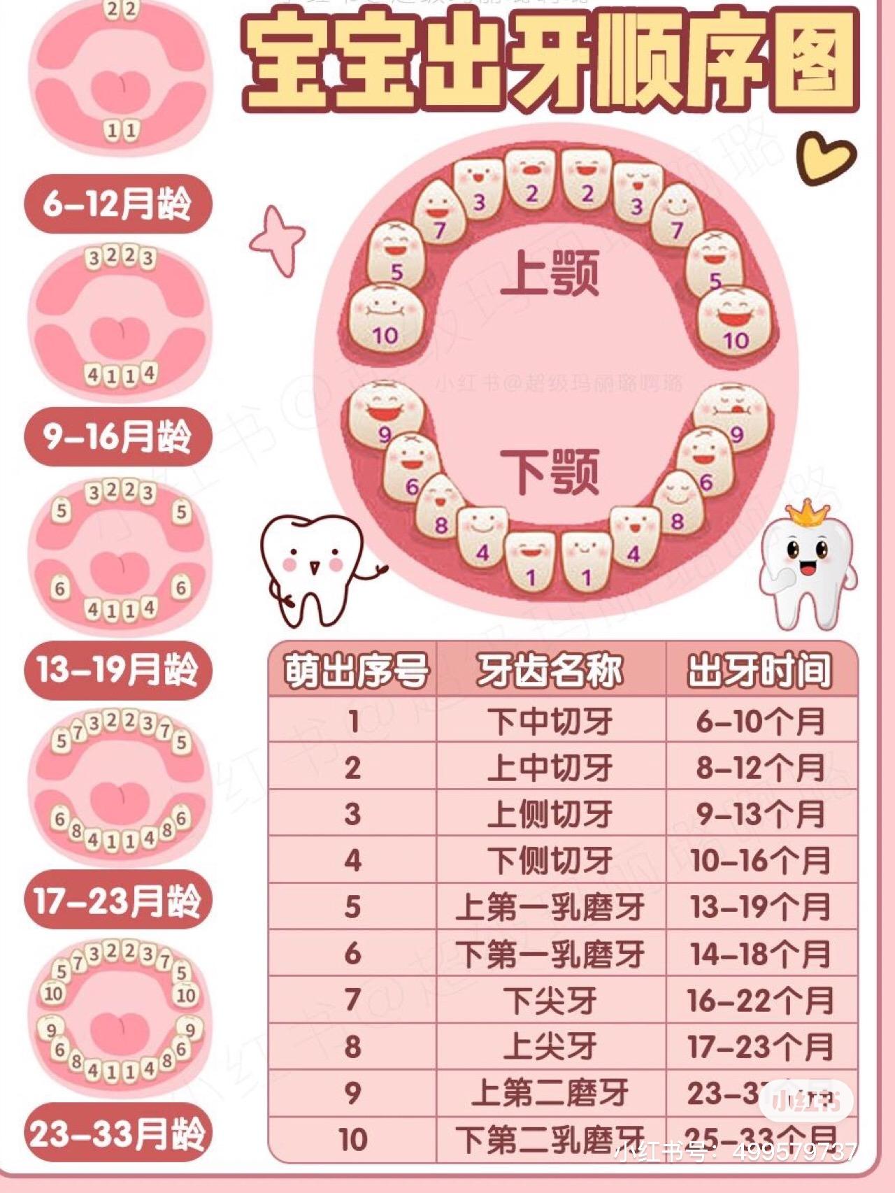 干货-宝宝出牙时间顺序症状|护理