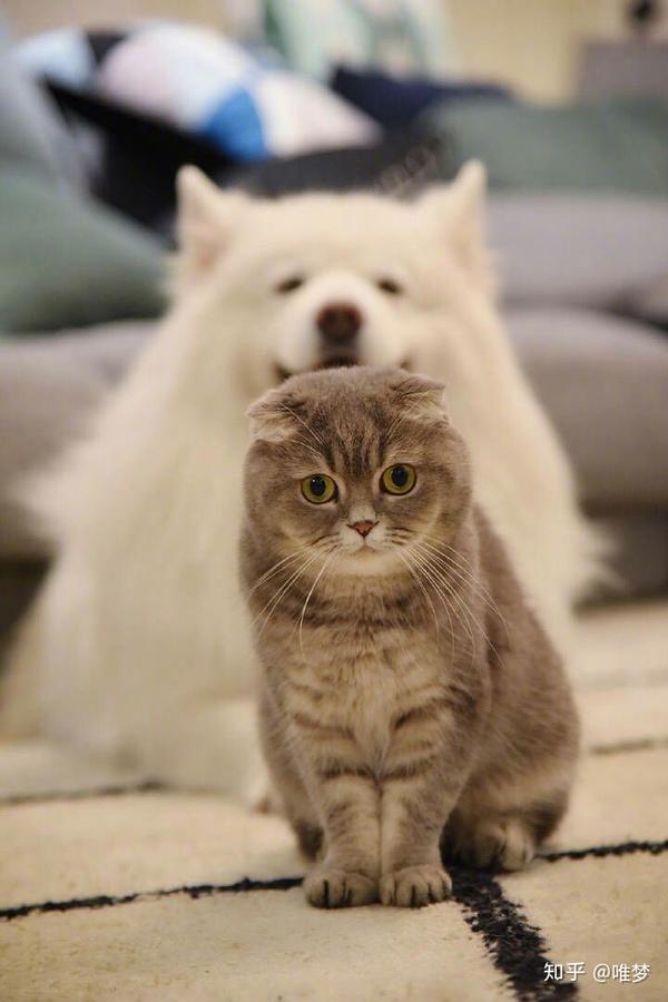 猫和狗可以和谐共处,一起生活吗?