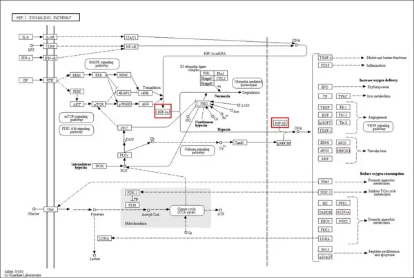 图四  hif-1  信号通路图片来源:kegg, hif-1 signaling pathway.