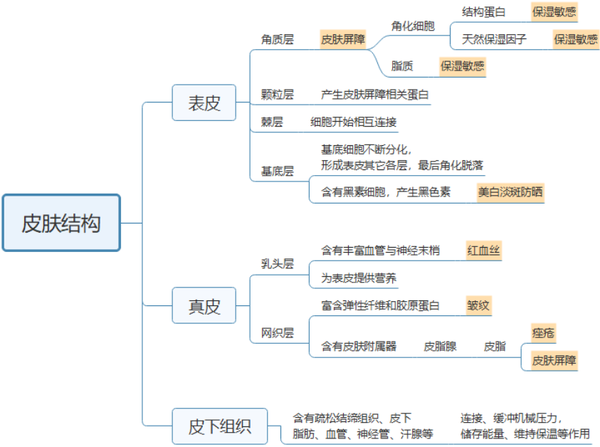 皮下组织包含将真皮附着于肌肉和骨骼的结缔组织,并且支撑真皮中的