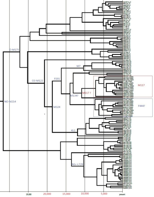 y-o系分布 蒙古人种 马来人种 m117北方蒙古人扩张 华东o1汉族o1高频