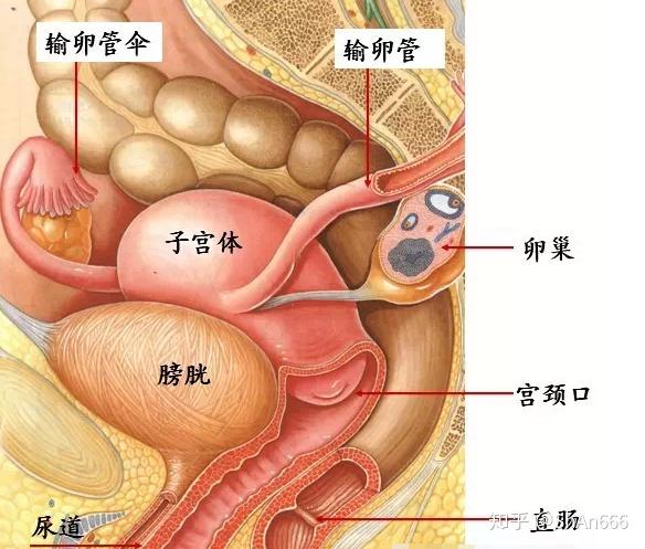 子宫腺肌症不能一忍再忍否则身体其他器官也会跟着遭殃