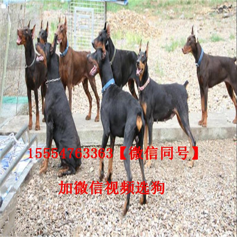杜宾犬的价格一般是多少