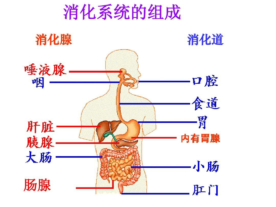 吃的东西不消化还能吸收营养吗