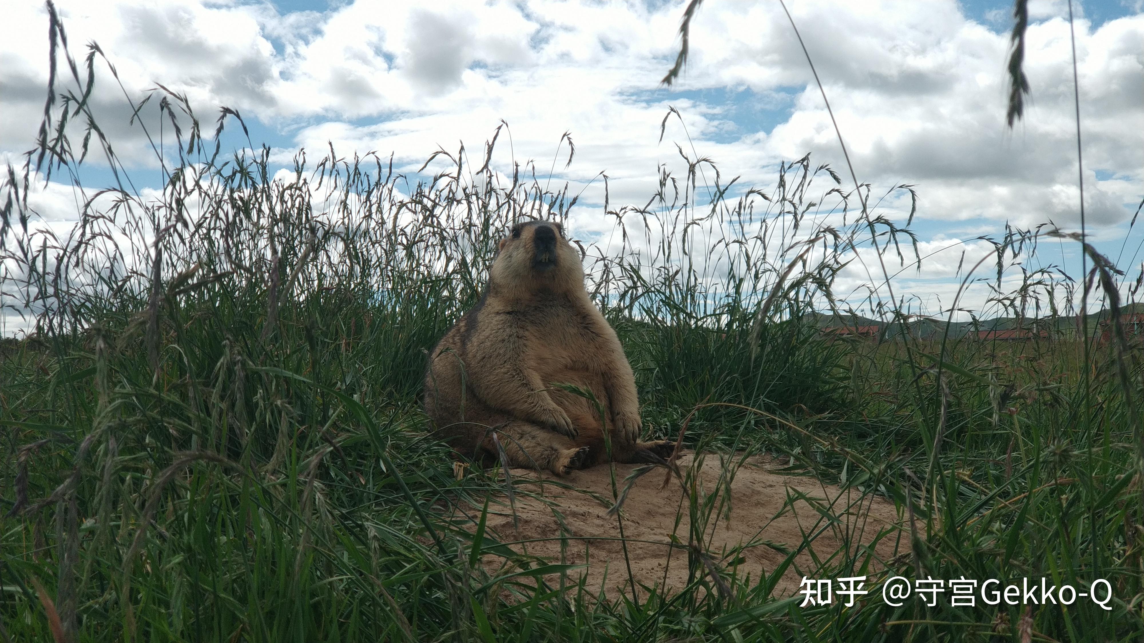 这只叫喜马拉雅旱獭的大松鼠你敢撸吗