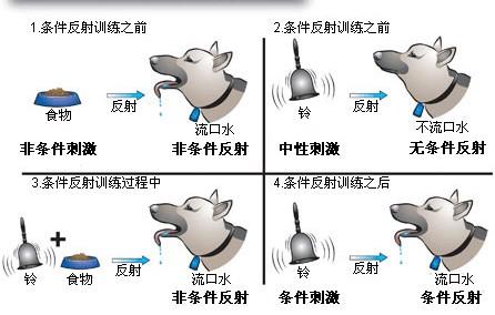 虐狗虐出诺贝尔奖作为心理学家的巴甫洛夫和他的条件反射学说