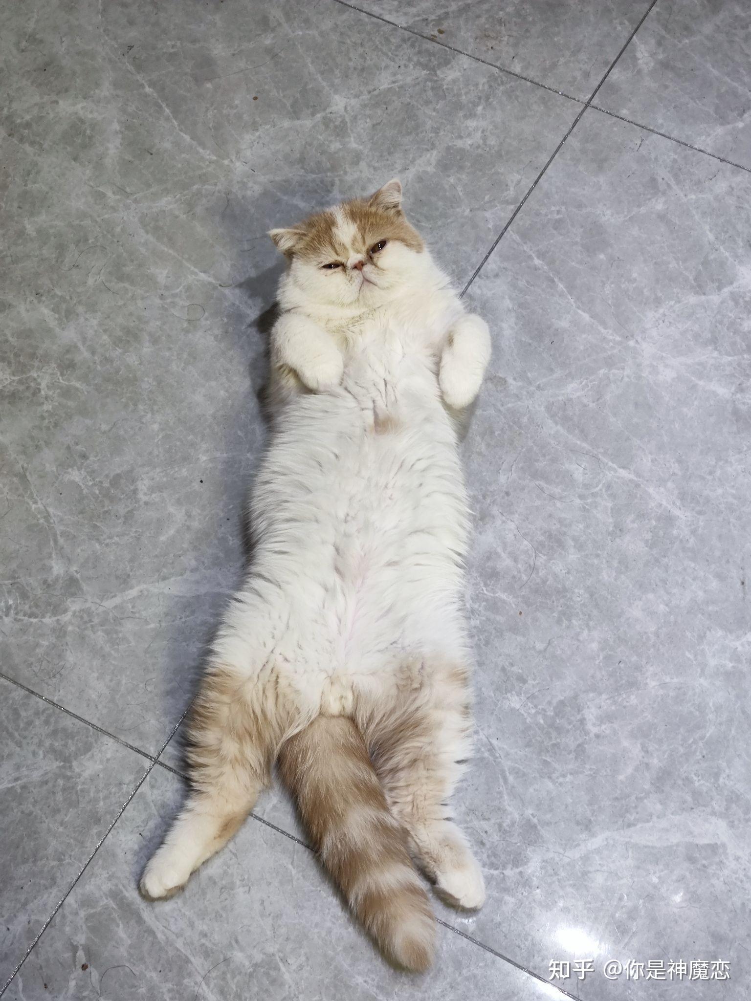 猫躺在地上伸展开身子的时候有多长有没有人测量过呢