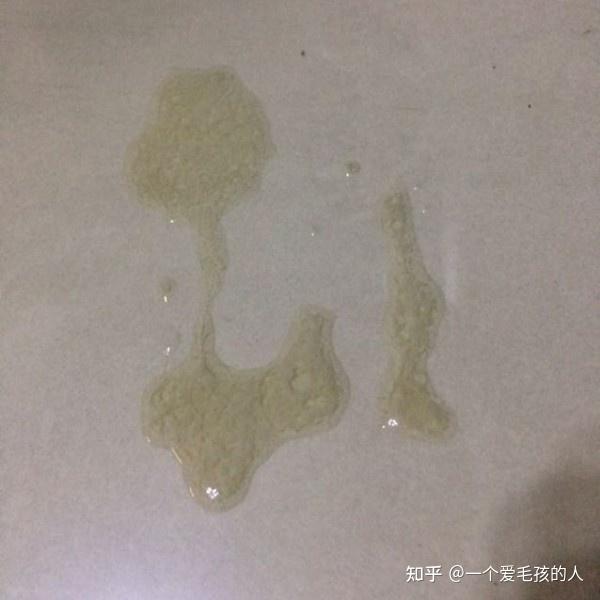 猫咪呕吐口水一样的泡沫