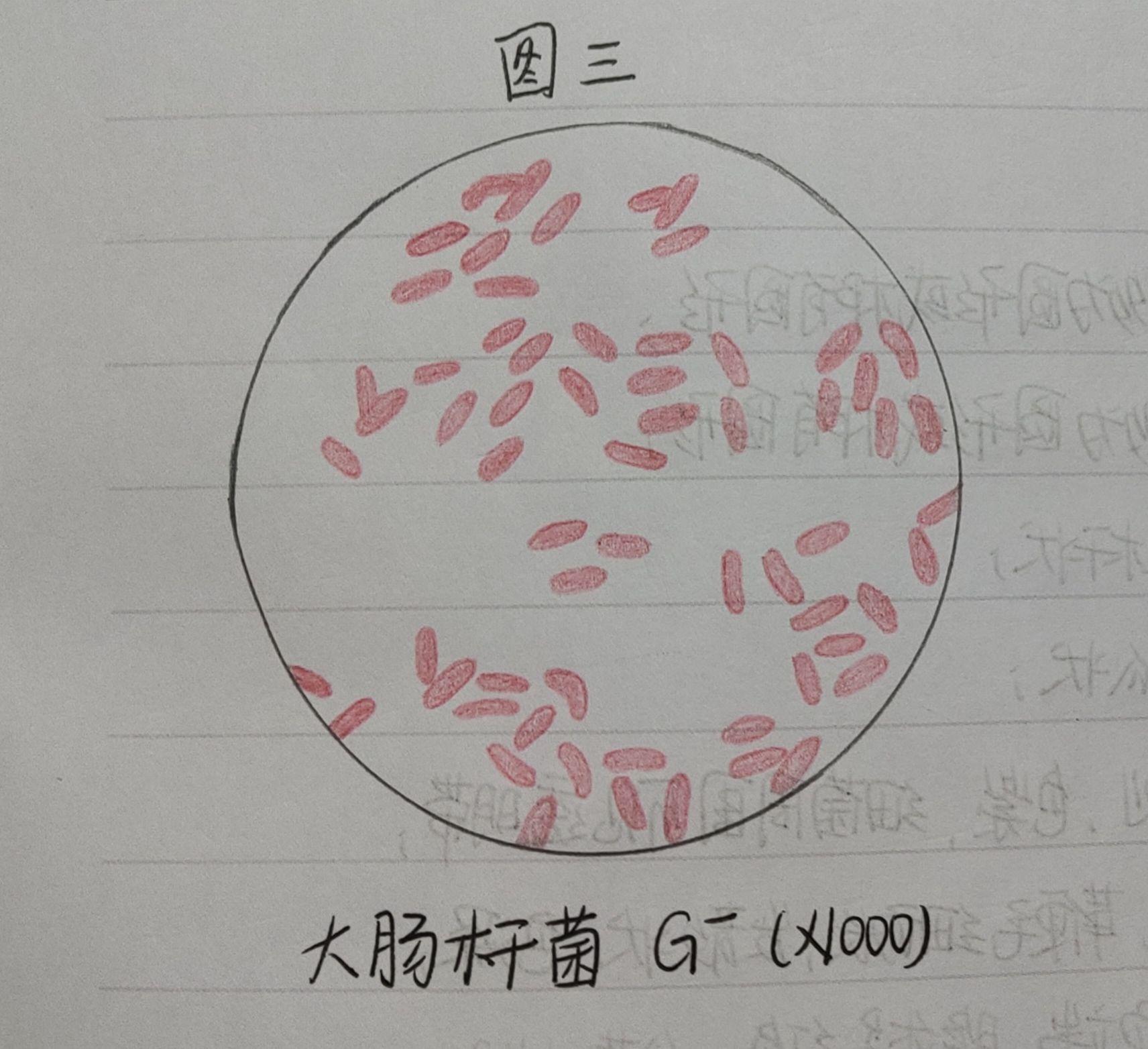 有葡萄球菌,结核杆菌,大肠杆菌,蜡样芽孢杆菌,炭疽杆菌的红蓝铅笔手绘