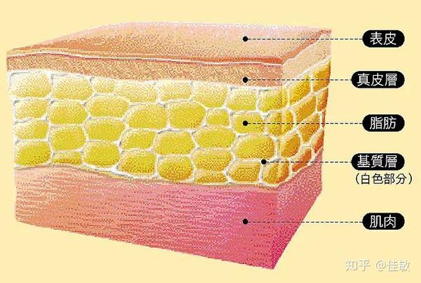 皮肤主要分为三层:表皮层,真皮层和皮下组织.
