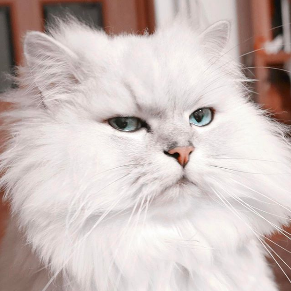 吸猫大会金吉拉猫白玉くん
