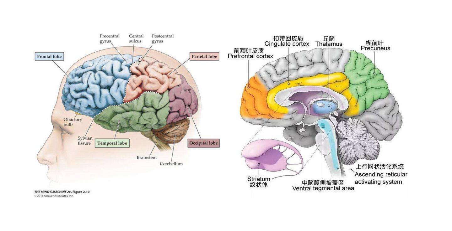 从进化的角度来看,前额皮层