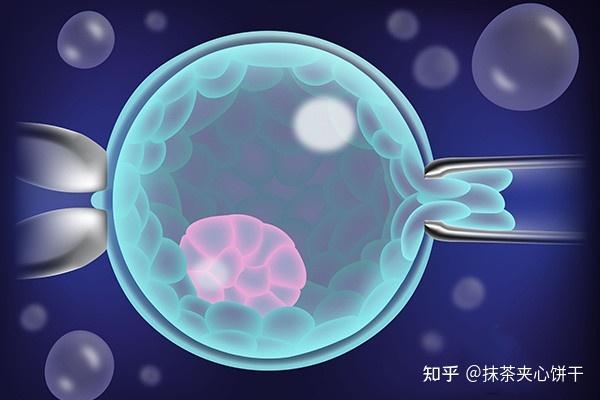 新鲜胚胎是在身体之外历经授精培养后,将胚胎立即移植到子宫体内.