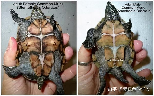 蛋龟——麝香龟
