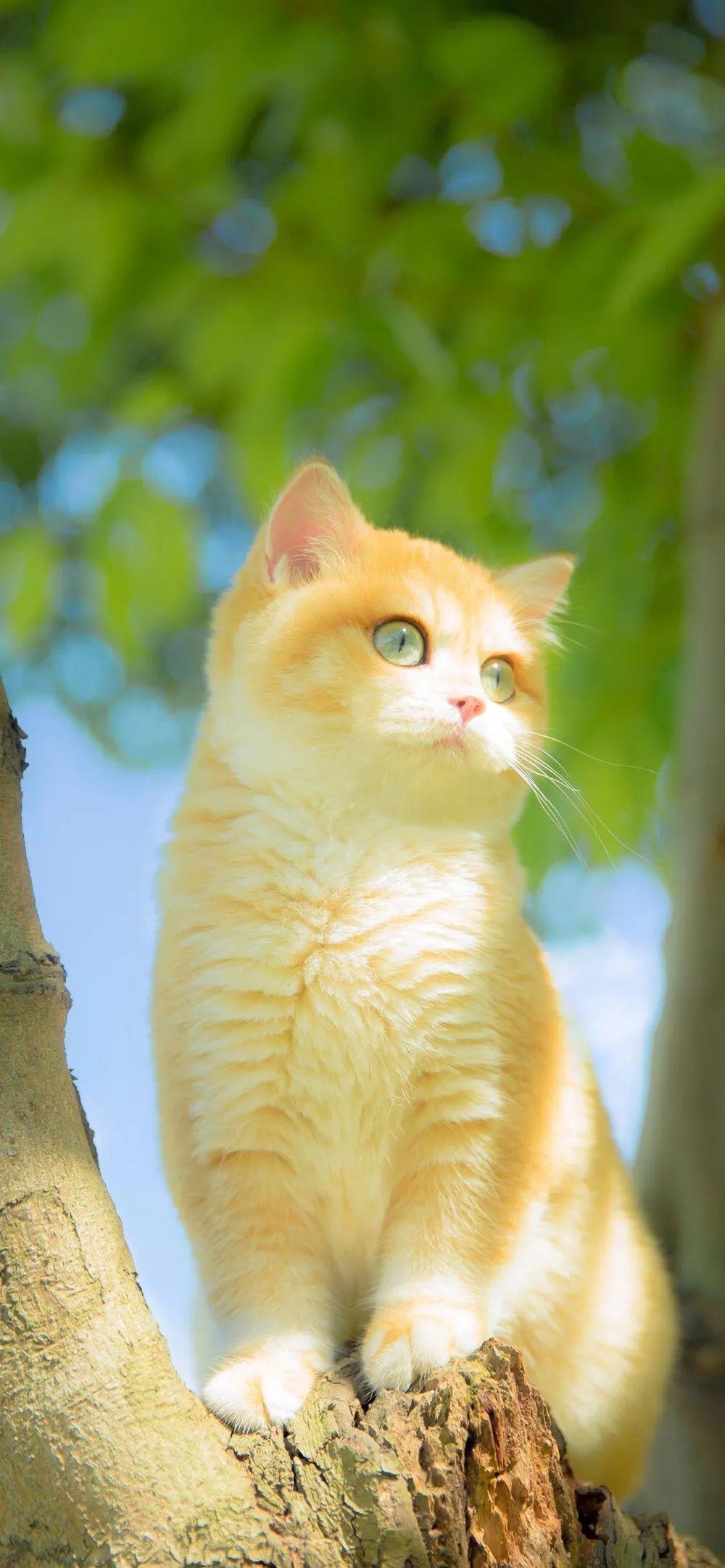 有哪些好看的猫咪壁纸或头像