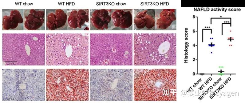 sirt3基因敲除小鼠与非酒精性脂肪肝