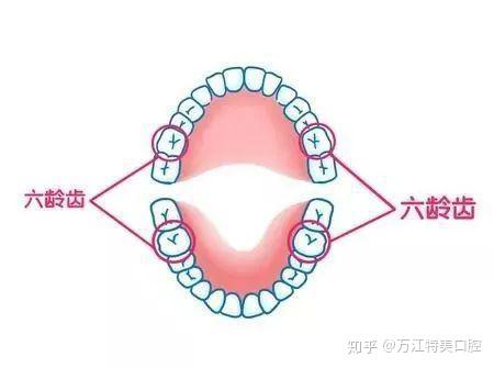 01 宝宝在6岁左右的时候,可以观察宝宝牙列的最后面即在第二乳磨牙的