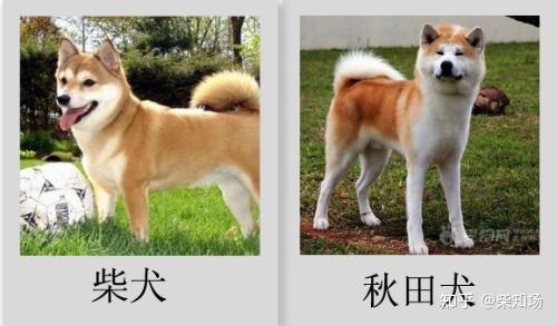 各位大神给个建议 秋田犬和柴犬养哪个好些?怎么样区分两者?